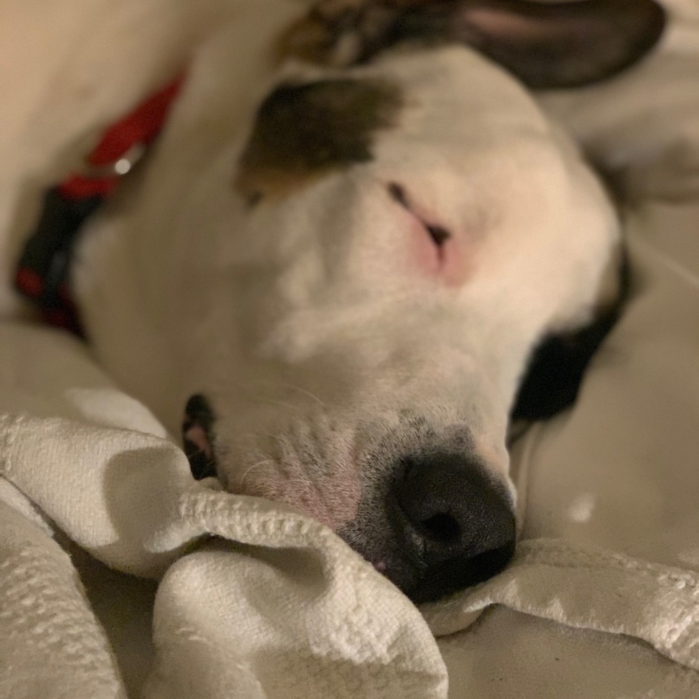 Meet your Posher, Trisha